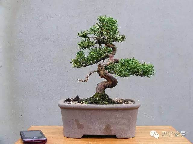 成长日记 | 一棵小柏盆景的前世今生