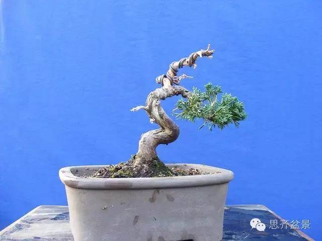 小柏盆景怎么制作舍利枝的方法