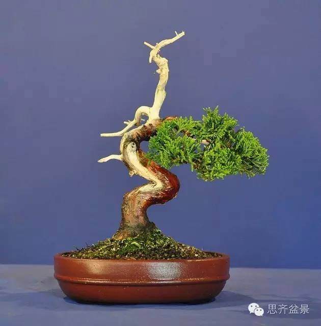 图解 柏树盆景怎么制作舍利枝的方法