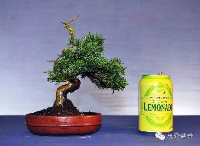 小柏盆景怎么制作舍利枝的方法