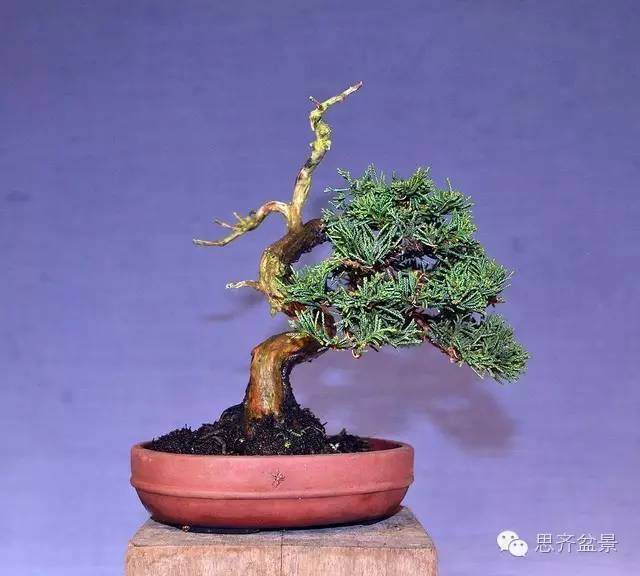 小柏盆景怎么制作舍利枝的方法