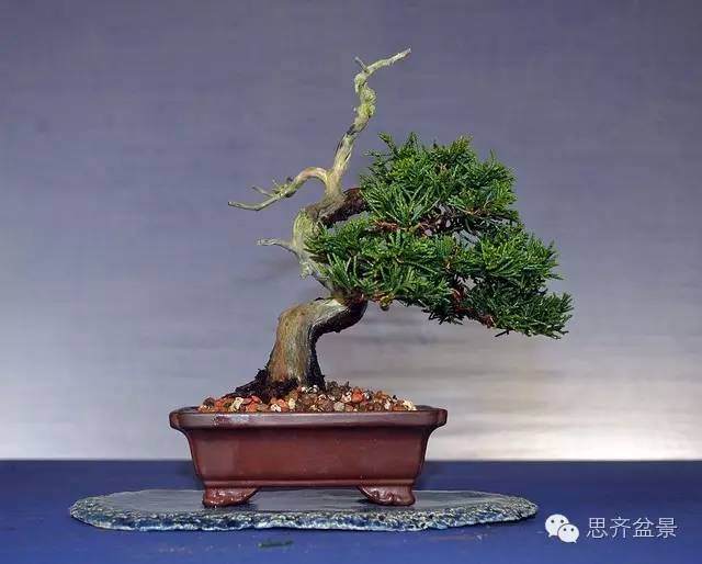 小柏盆景怎么制作舍利枝的方法