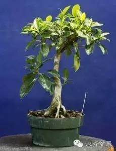 成长日记 | 一颗小榕树盆景的成景记