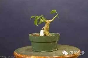 图解 榕树盆景怎么蟠扎枝条的方法