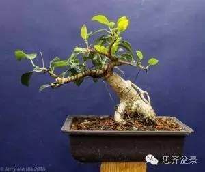 图解 榕树盆景怎么蟠扎枝条的方法