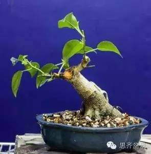 图解 榕树盆景怎么蟠扎枝条的方法