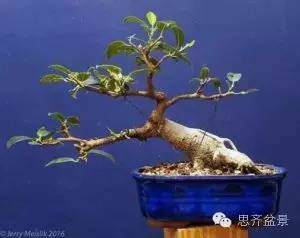 图解 榕树盆景怎么蟠扎枝条的方法