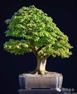 成长日记 | 完美盆景是怎样炼成的?