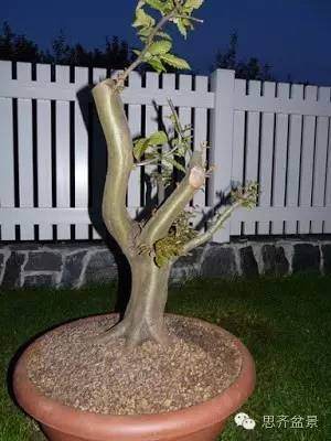 图解 完美盆景是怎样炼成的方法