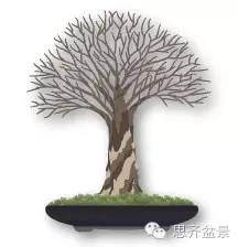 图片 树桩盆景分类十三式