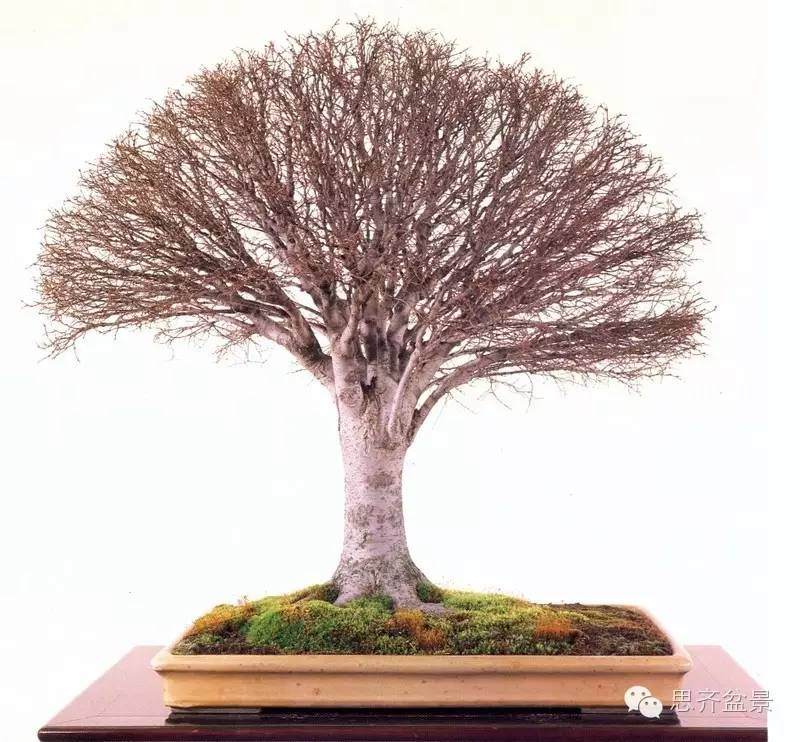 图片 树桩盆景分类十三式