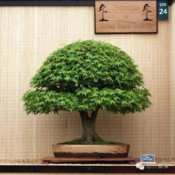 图片 树桩盆景分类十三式