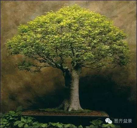 图片 树桩盆景分类十三式