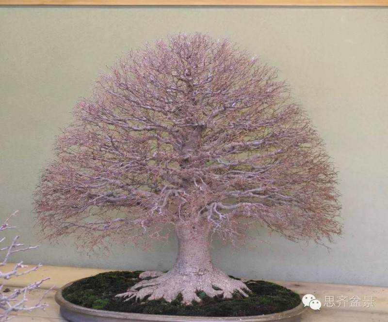 图片 树桩盆景分类十三式