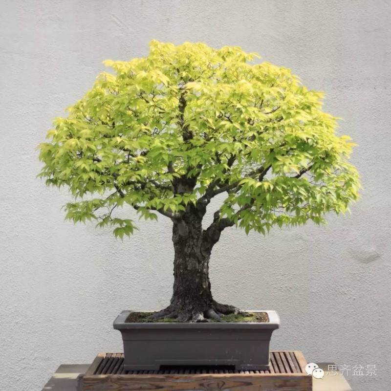 图片 树桩盆景分类十三式