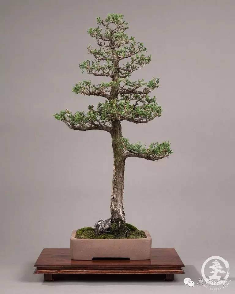 图片 树桩盆景分类十三式