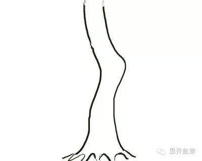 图解 盆景直杆素材如何造型的方法