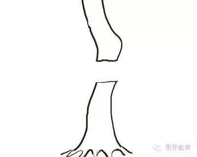 图解 盆景直杆素材如何造型的方法