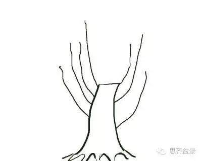 图解 盆景直杆素材如何造型的方法