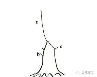 图解 盆景直杆素材如何造型的方法