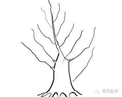 图解 盆景直杆素材如何造型的方法