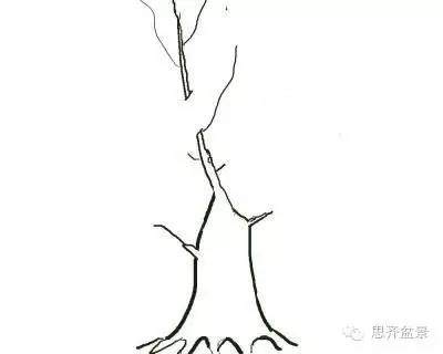 图解 盆景直杆素材如何造型的方法