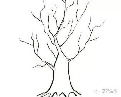 图解 盆景直杆素材如何造型的方法