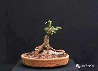 成长日记 | 手把手教你做附石盆景!