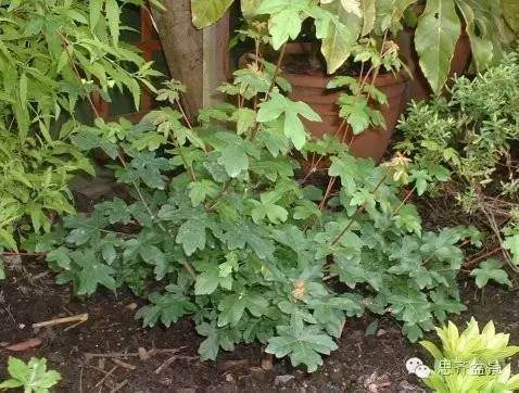 图解 附石盆景怎样洗根放养的方法