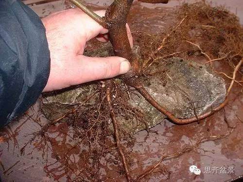 图解 附石盆景怎样洗根放养的方法