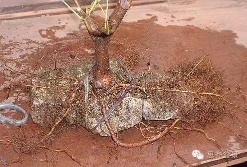 图解 附石盆景怎样洗根放养的方法