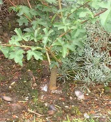 图解 附石盆景怎样洗根放养的方法