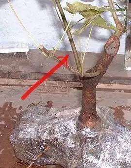 图解 附石盆景怎样洗根放养的方法