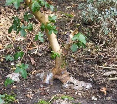 图解 附石盆景怎样洗根放养的方法