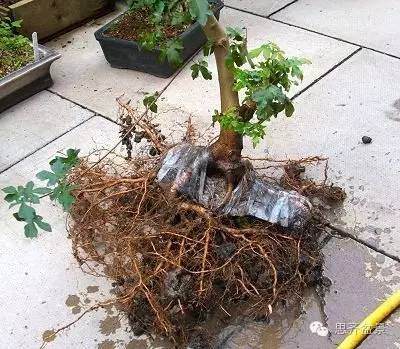 图解 附石盆景怎样洗根放养的方法