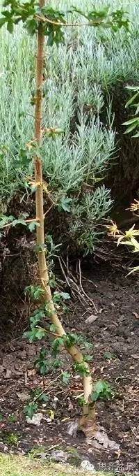 图解 附石盆景怎样洗根放养的方法