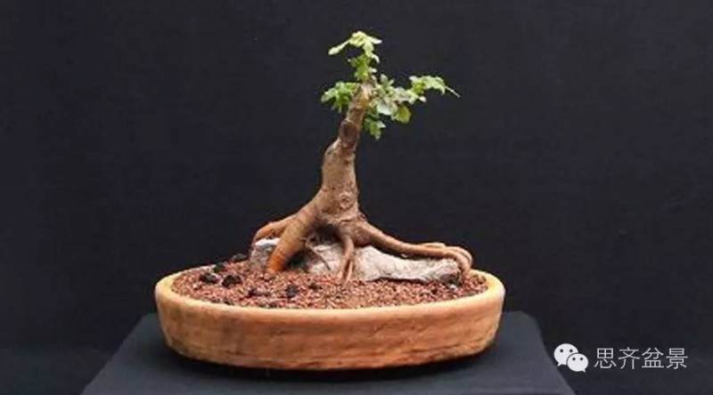 图解 附石盆景怎样洗根放养的方法