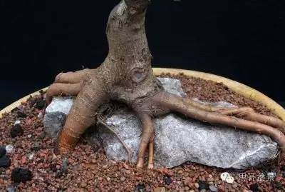 图解 附石盆景怎样洗根放养的方法