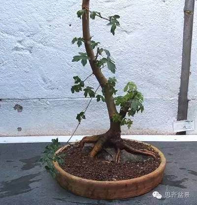 图解 附石盆景怎样洗根放养的方法