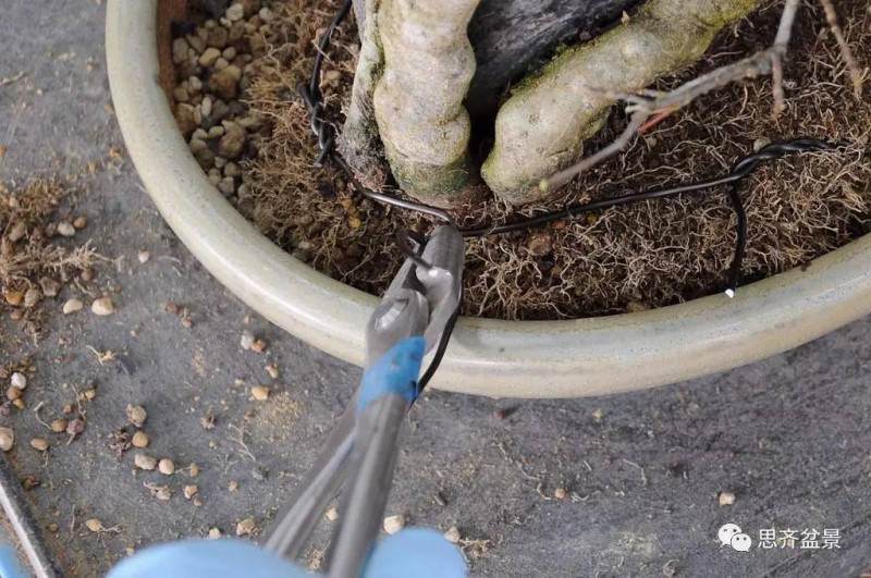 图解 附石盆景怎样洗根放养的方法