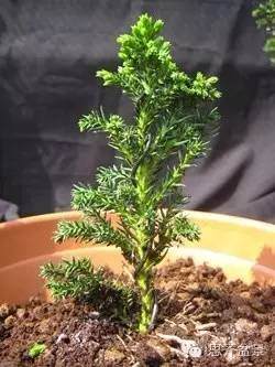 图解 从种子到成型盆景花了整整15年