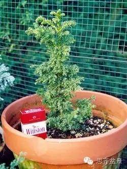 图解 从种子到成型盆景花了整整15年