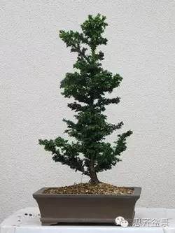 图解 从种子到成型盆景花了整整15年