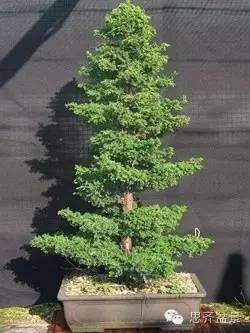 图解 从种子到成型盆景花了整整15年