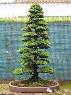 图解 从种子到成型盆景花了整整15年
