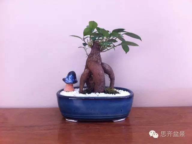 成长日记 | 人参榕树盆景的根太丑了，怎么破？！