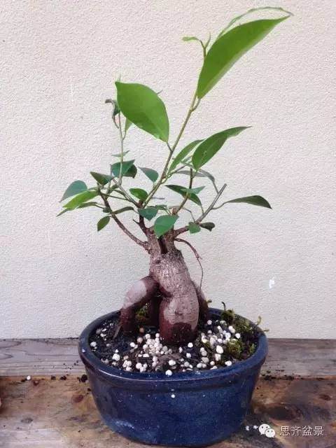 图解 人参榕树盆景的根太丑了 怎么修剪