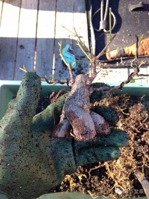 图解 人参榕树盆景的根太丑了 怎么修剪