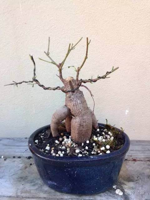 图解 人参榕树盆景的根太丑了 怎么修剪