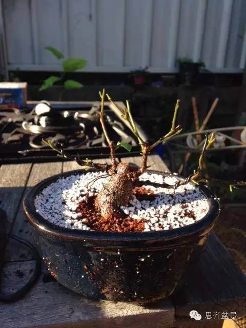 图解 人参榕树盆景的根太丑了 怎么修剪